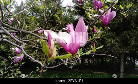 Bellissimi fiori bianchi in fiore e boccioli di magnolia su rami senza foglie. Pestelli rosa e stampanti. Invito di nozze o biglietto d'auguri. 8 marzo. L'inizio della primavera. Delicati petali bianchi Foto Stock