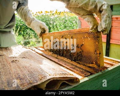 Apicoltore maschio di lavoro raccogliere il miele. Concetto di apicoltura. Foto Stock