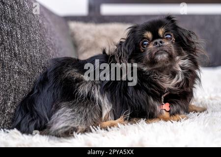 piccolo cane carino sul divano Foto Stock