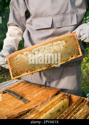 Apicoltore che rimuove il favo dall'alveare. Persona in costume da apicoltore che prende miele dall'alveare. Contadino che indossa un abito da api che lavora con il favo nell'apario. Apicoltura in campagna - agricoltura biologica Foto Stock