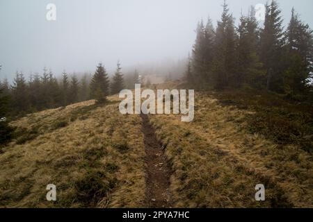 Trekking percorso attraverso la foresta di abete foto paesaggio Foto Stock