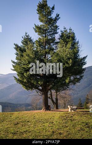 Pino sempreverde solitario e camminare soffice cane paesaggio foto Foto Stock