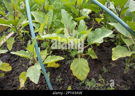 Primo piano di giovani piantine di melanzane in serra sotto archi per un microclima normale e un raccolto ampio Foto Stock