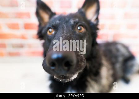 Black White Dog sulla parete posteriore in mattoni, mudi, scatto in studio Foto Stock