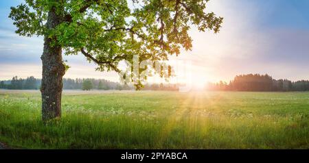 Vecchio albero di quercia in piedi sul campo nebbioso. Foto Stock