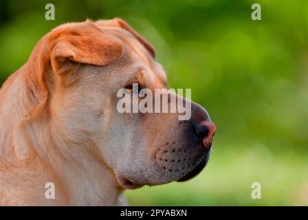 Shar-Pei cinese Foto Stock