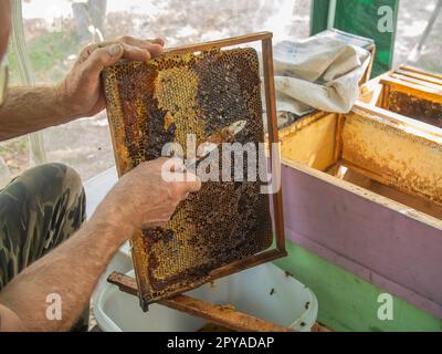 L'apicoltore taglia la cera dalla cornice del miele con un coltello. Pompando verso l'esterno il miele. Miele sigillato da api. Apicoltura ed eco apiario in natura e miele fresco Foto Stock