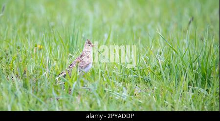 Il grattacielo eurasiatico Alauda arvensis in volo, la migliore foto. Foto Stock