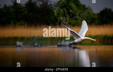 Swan incredibile cercando di decolorare dalla superficie del lago, la foto migliore. Foto Stock