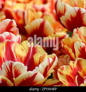 tulipa Tulipa, erbe bulbose della famiglia Liliaceae. Tulipani, fiori da giardino, cultivar e varietà. Fiori delicato giallo rossastro con strisce e macchie. Bellissime gemme. Architettura paesaggistica, aiuole Foto Stock