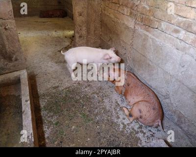 piccoli maiali in una stalla. Animali allegri nel fienile. Suini giovani da ingrasso. Foto Stock