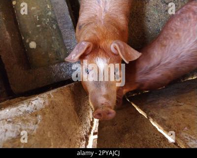 maiale nel fienile. L'animale alzò la testa e guardò nella telecamera. Allevamento di bestiame in campagna. Pavimento sporco nel fienile sotto i piedi del maiale Foto Stock