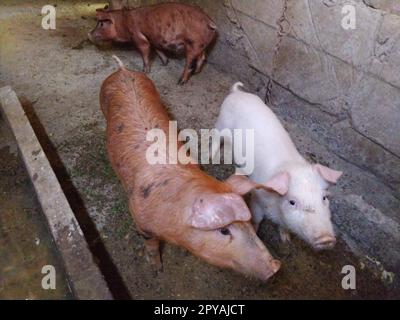 Tre maiali in una stalla. Animali allegri nel fienile. Suini giovani da ingrasso. I cuccioli stanno guardando la telecamera. Due maiali rossi e uno rosa e uno bianco Foto Stock