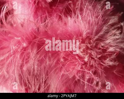 Primo piano con pelliccia sintetica rosa o piume di uccelli naturali di colore rosa. Piume leggere boa. Consistenza delicata. Biglietto d'auguri buon San Valentino. Colletto da una giacca da donna o da ragazza. Rosa brillante o di colore Foto Stock