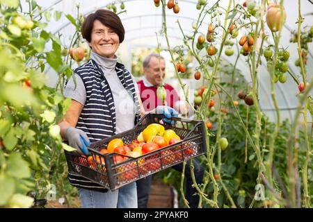 L'uomo vecchio e la donna che raccolgono felicemente le verdure in serra Foto Stock