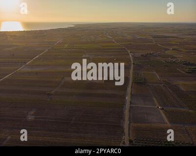 Vista aerea di un verde vigneto estivo al tramonto Foto Stock