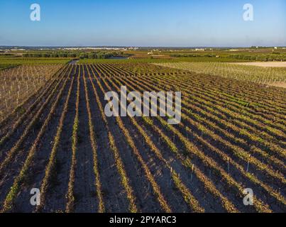 Vista aerea di un verde vigneto estivo al tramonto Foto Stock