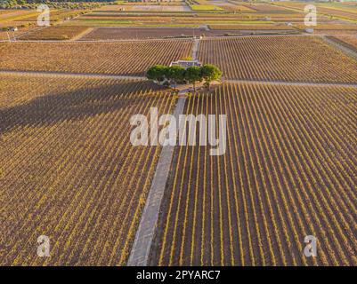 Vista aerea di un verde vigneto estivo al tramonto Foto Stock