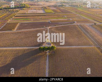 Vista aerea di un verde vigneto estivo al tramonto Foto Stock