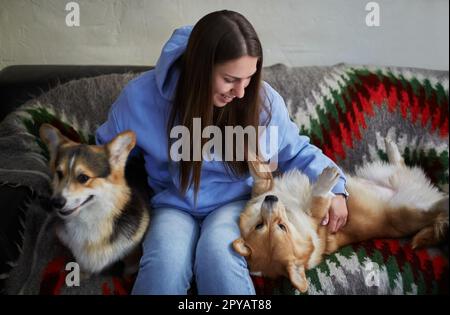 Giovane donna allegra che gioca con i cani corgi in un bar. Il proprietario gioca con un paio di simpatici Pembroke Welsh Corgis Foto Stock