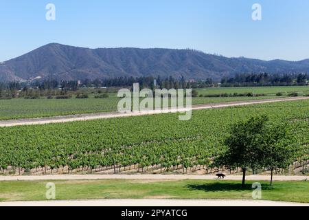 Vigneto nella Valle di Casablanca, Santiago, Cile Foto Stock