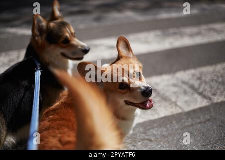 Due simpatici Corgis gallesi Pembroke che camminano al guinzaglio. Corgi cane guardando in macchina fotografica con una lingua rosa che sporge Foto Stock