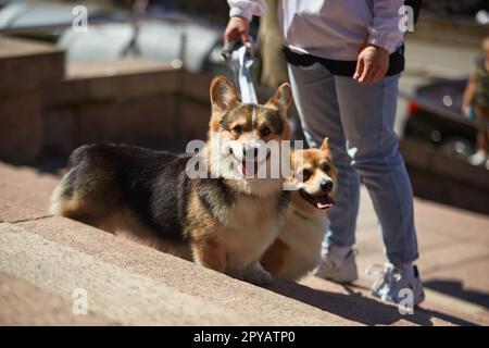 Ragazza che cammina due Pembroke Welsh Corgis su un guinzaglio in città. Adorabili animali domestici urbani che si godono la soleggiata giornata primaverile Foto Stock