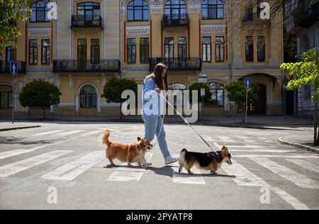 Giovane donna che cammina sui corgis nel centro della città europea. Il proprietario cammina due carini cani Pembroke Welsh Corgi su un guinzaglio in sole giornata di primavera Foto Stock