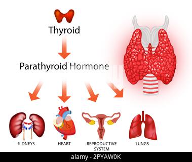 Illustrazione della ghiandola tiroidea e diverse icone che mostrano quali organi umani influenza su sfondo chiaro. Poster medico Foto Stock