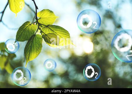 O2 molecole in bolle e ramo d'albero con foglie verdi nelle giornate di sole. Concetto di rilascio di ossigeno Foto Stock