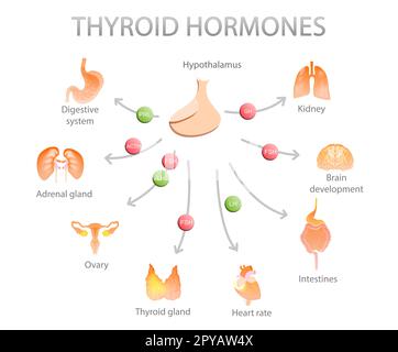 Illustrazione della ghiandola tiroidea e icone diverse che mostrano quali organi umani colpisce su sfondo bianco. Poster medico Foto Stock