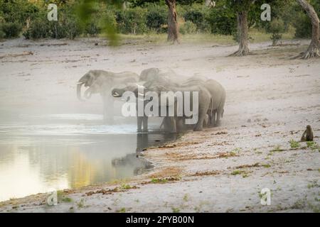 Elefanti, mandria (Loxodonta Africana), camminando fino al bordo del fiume bere in acque poco profonde. Famiglia africana degli elefanti. Striscia di Caprivi, Namibia, Africa Foto Stock