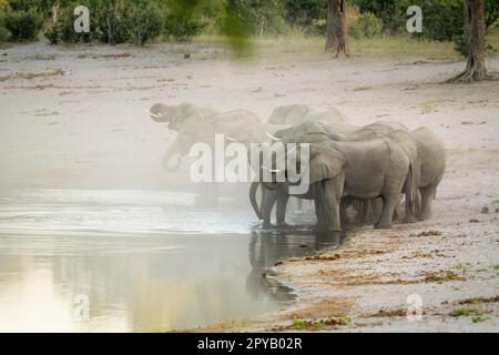 Elefanti, mandria (Loxodonta Africana), camminando fino al bordo del fiume bere in acque poco profonde. Famiglia africana degli elefanti. Striscia di Caprivi, Namibia, Africa Foto Stock