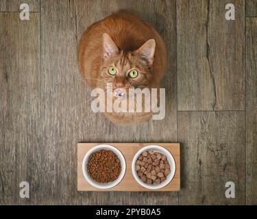 Divertente gatto zenzero accanto a un piatto di alimentazione doppia che guarda curioso fino alla fotocamera. Foto Stock