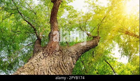 Vecchio tiglio gigante con fogliame giovane fresco. Foto Stock