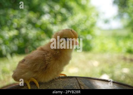 Simpatica ragazza appena nata vista a terra Foto Stock