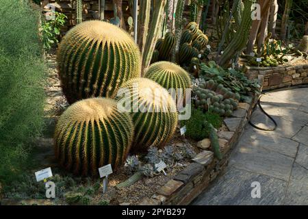 echinocactus grusonii e altri cactus in una collezione di piante da serra Foto Stock