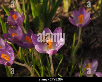 Api da miele su un croco in una soleggiata giornata primaverile Foto Stock