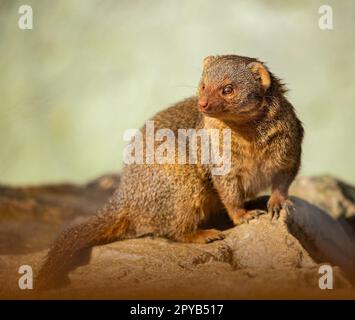 Monogolo nana comune, Helogale parvula, primi piani ritratti di testa e corpo mentre riposano sulla cima della roccia durante l'estate Foto Stock