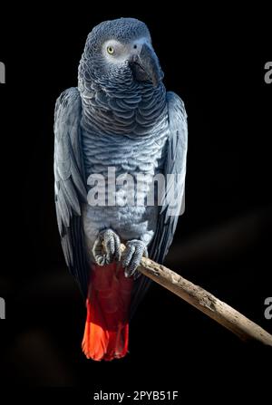 Il pappagallo grigio africano - Psittacus erithacus - è un pappagallo che si trova nella foresta pluviale primaria e secondaria dell'Africa occidentale e centrale Foto Stock