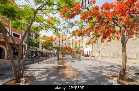 Messico, Apr 24 2023 - Vista soleggiata della fioritura dell'albero di fiamma e del paesaggio urbano Foto Stock