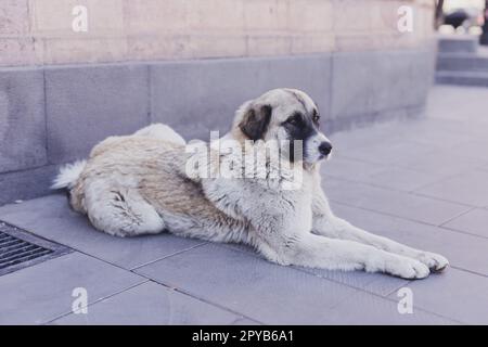 Il cane senza casa macchiato si trova sulla strada della città. Cani urbani sterilizzati e scheggiati Foto Stock