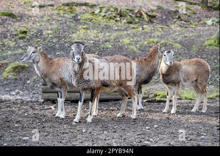 Gruppo di capre all'aperto, guardando la macchina fotografica al Brudergrund Wildlife Park, Erbach, Germania Foto Stock