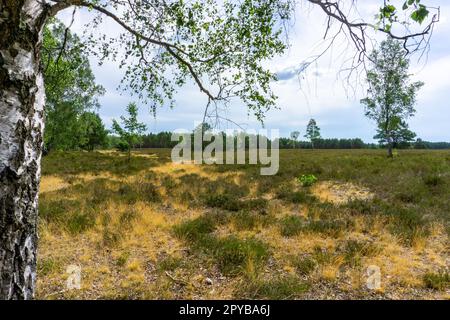 Area protetta nazionale Nemitzer Heide in Germania con paesaggio aperto e fiori di erica Foto Stock