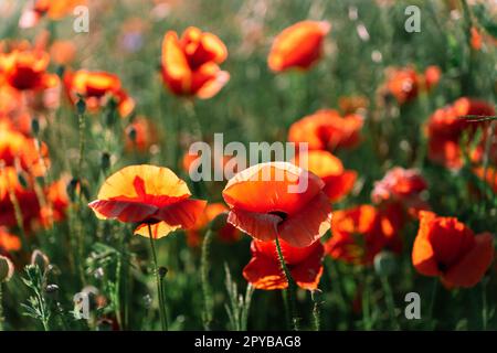 Prato pf Papaver rhoeas, con altri nomi papavero comune, papavero di mais, rosa di mais, papavero campo, e papavero rosso Foto Stock