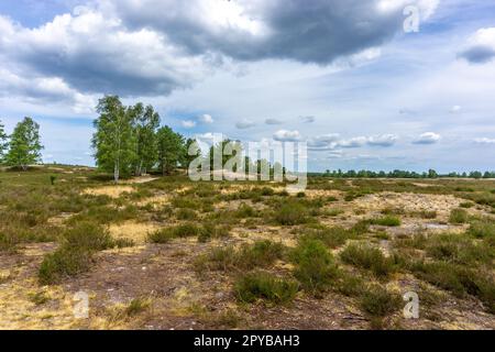 Area protetta nazionale Nemitzer Heide in Germania con paesaggio aperto e fiori di erica Foto Stock