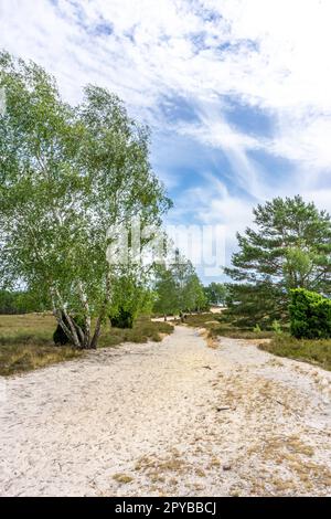 Area protetta nazionale Nemitzer Heide in Germania con paesaggio aperto e fiori di erica Foto Stock