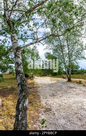 Area protetta nazionale Nemitzer Heide in Germania con paesaggio aperto e fiori di erica Foto Stock