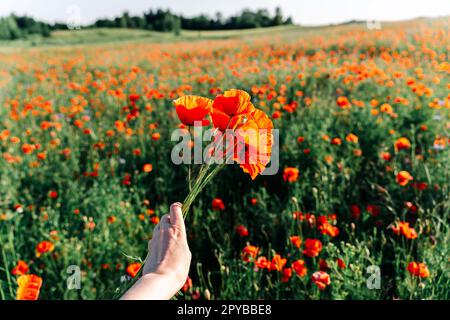 Una mano di donna che tiene un mazzo di papaveri rossi luminosi in un campo di papavero all'inizio dell'estate alla luce del sole Foto Stock