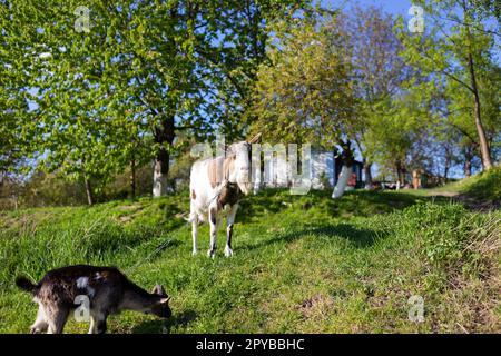 Divertenti capre in piedi tra il campo verde, animali al pascolo. Economia rurale. Mamma e bambino. Guardando la telecamera. Foto Stock